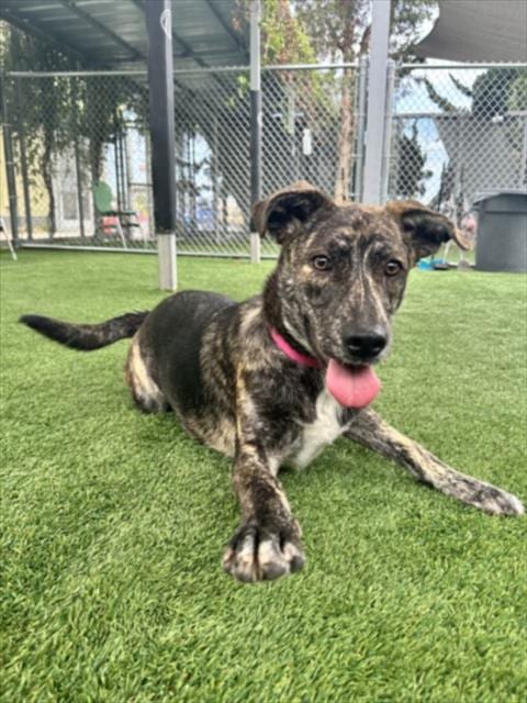 Photo of Chip, adoptable German Shepherd Dog in Los Angeles, California