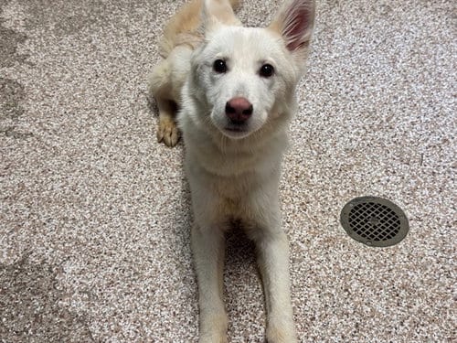 Photo of Bear, adoptable German Shepherd Dog in Pueblo, Colorado