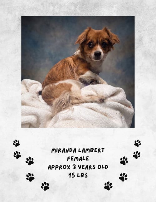 Photo of Miranda Lambert, adoptable Chihuahua in Las Vegas, New Mexico