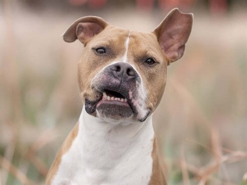 Photo of Prince, adoptable Staffordshire Bull Terrier in Denver, Colorado