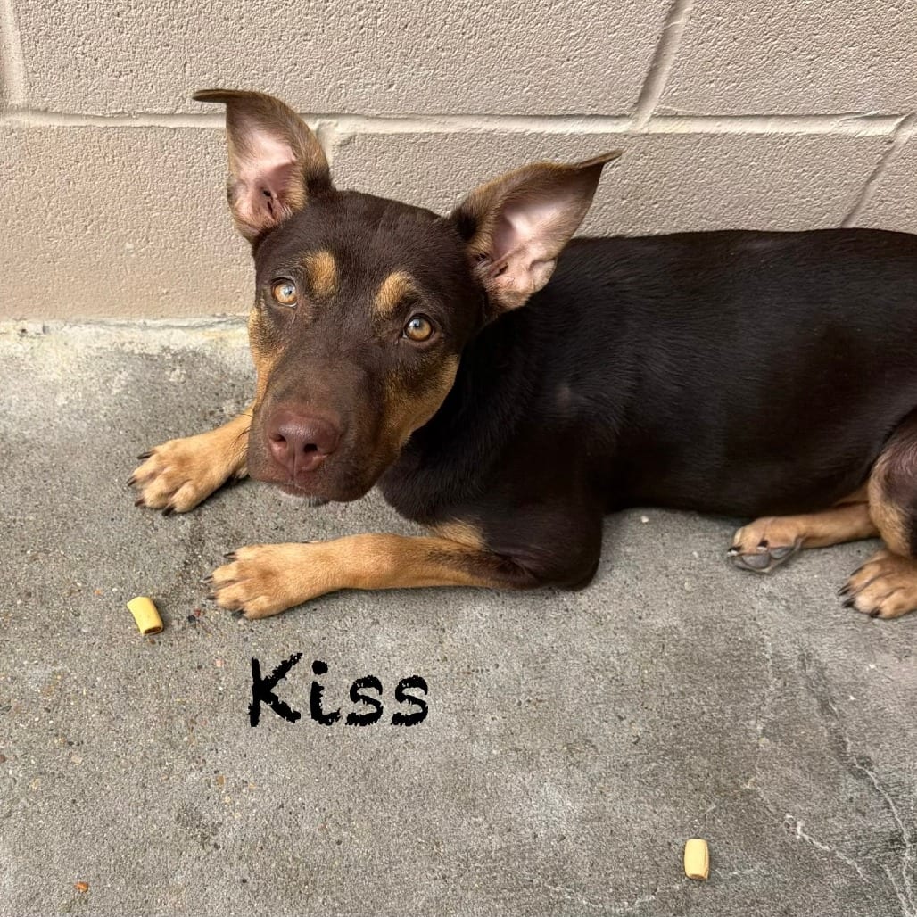 Photo of Kiss, adoptable Rottweiler / Mix in Houston, Texas