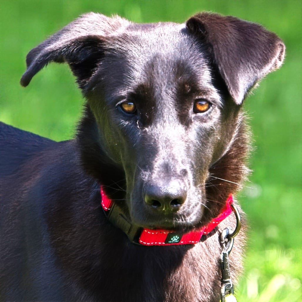 Photo of Diva, adoptable Shepherd, German / Retriever, Black Labrador in South Elgin, Illinois