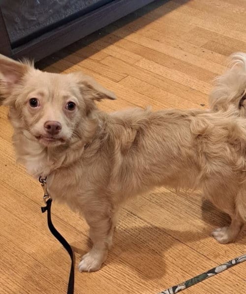 Photo of Charlie, adoptable Chihuahua in Santa Maria, California