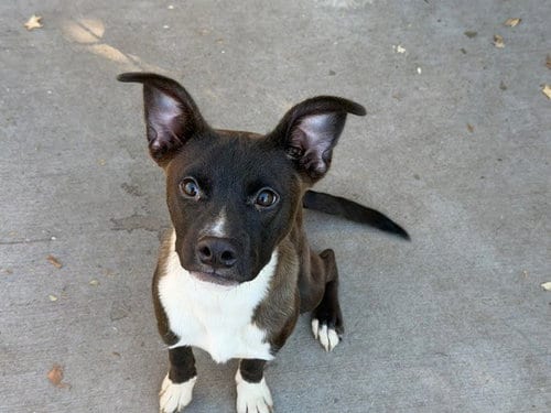 Photo of Olivia, adoptable Belgian Shepherd Malinois in Tulsa, Oklahoma