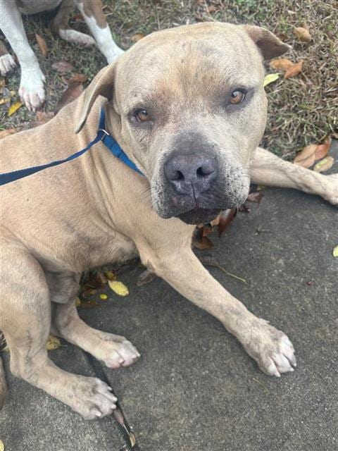 Photo of Bigge, adoptable American Staffordshire Terrier in San Antonio, Texas
