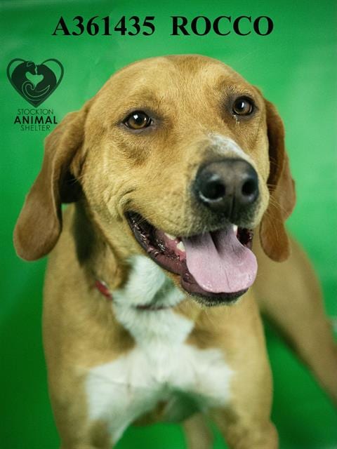 Photo of Rocco, adoptable Bloodhound in Stockton, California