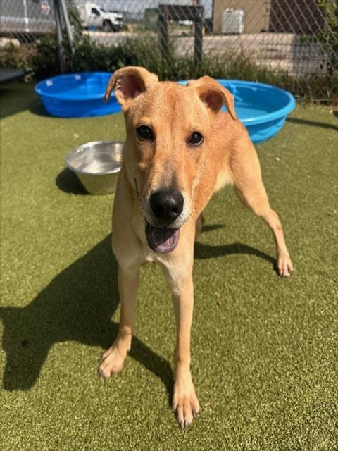Photo of Bruno, adoptable Labrador Retriever in Pasadena, Texas