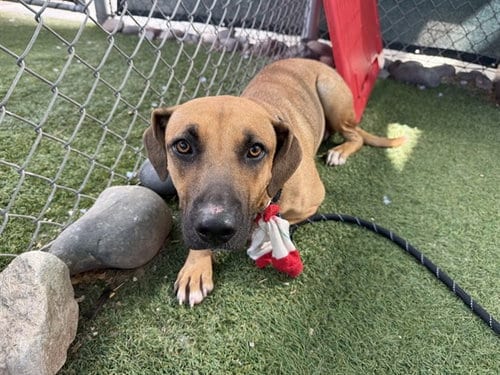 Photo of Maelle, adoptable Carolina Dog in Phoenix, Arizona
