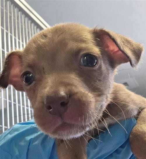 Photo of Moe, adoptable American Staffordshire Terrier in San Antonio, Texas