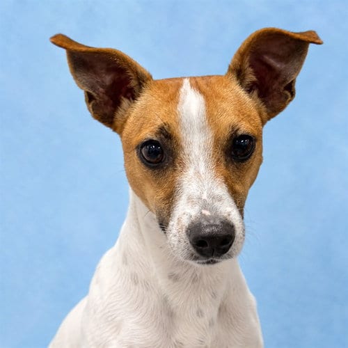 Photo of Skeeter, adoptable Jack Russell Terrier (Parson Russell Terrier) in Westminster, Maryland