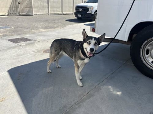 Photo of Sasha, adoptable Siberian Husky in Corona, California