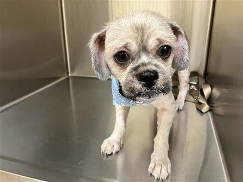 Photo of Harry, adoptable Shih Tzu in Orange, California
