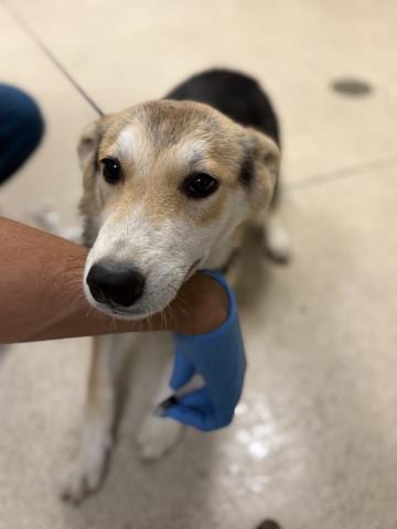 Photo of Jade, adoptable German Shepherd Dog in Riverside, California