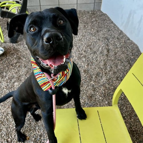 Photo of Ralph, adoptable American Pit Bull Terrier in Mesa, Arizona