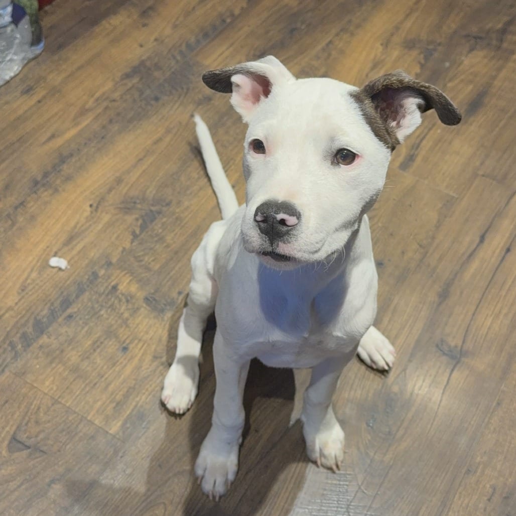Photo of Ace Promazine (Wedgewood Pup), adoptable Mixed Breed (Medium) in St. Louis, Missouri
