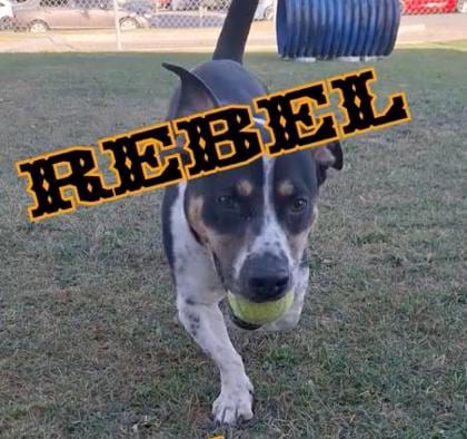 Photo of Rebel, adoptable Basset Hound/Terrier, Pit Bull in Bakersfield, California