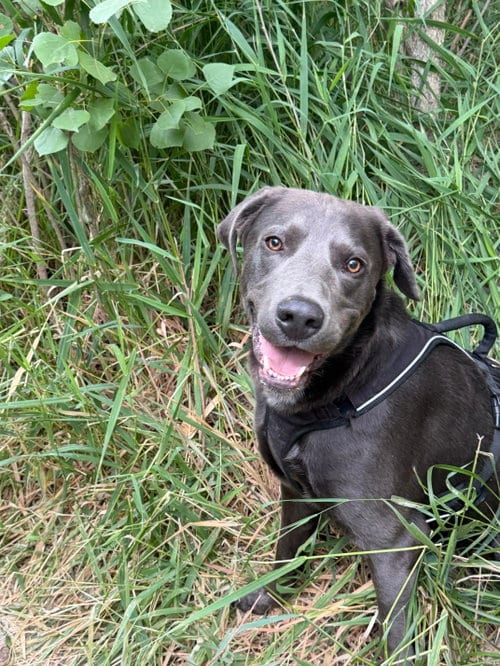Photo of Earl Slick, adoptable Labrador Retriever in Fort Collins, Colorado