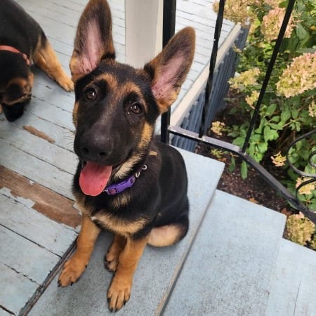 Photo of Dolly, adoptable Shepherd, German / Akita in Iowa and surrounding states, Iowa