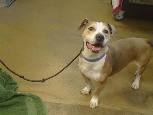 Photo of Goldy, adoptable Pit Bull Terrier in Sacramento, California