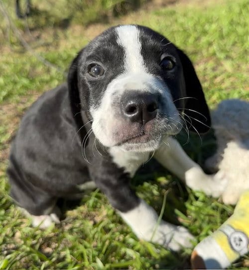 Photo of Drizzle, adoptable Bulldog in Tarrytown, Georgia