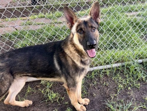 Photo of Cooper, adoptable German Shepherd Dog in Houston, Texas