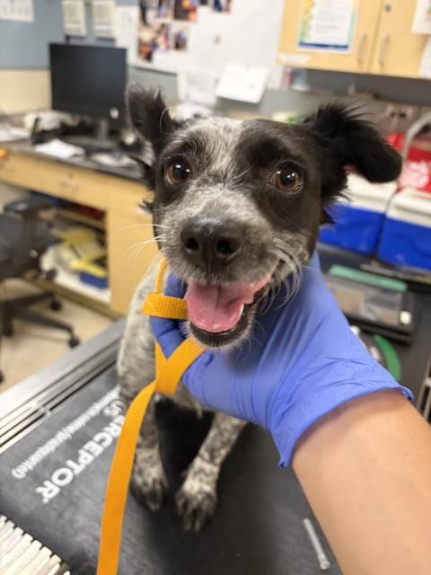 Photo of Dottie, adoptable Chihuahua in Riverside, California