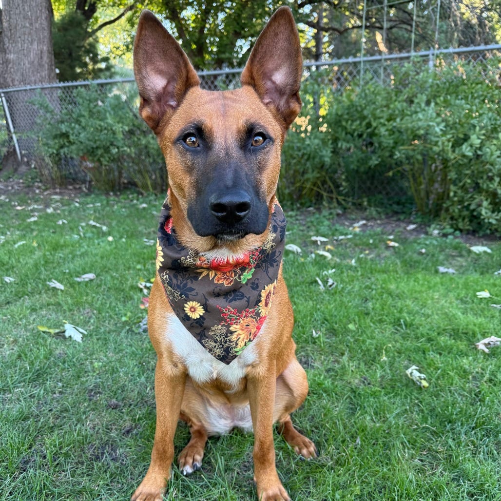 Photo of Marie, adoptable Shepherd, German / Mix in Riverwoods, Illinois