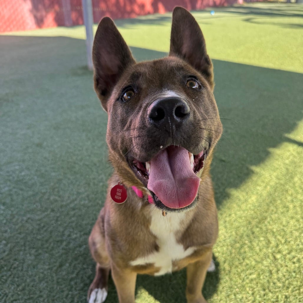 Photo of Astra, adoptable Terrier, Pit Bull / Mixed Breed (Medium) in Buellton, California