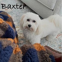 Photo of Baxter, adoptable Coton de Tulear in Waxhaw, North Carolina