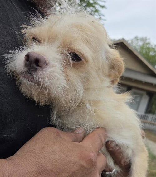 Photo of Blanca, adoptable Chihuahua in San Antonio, Texas