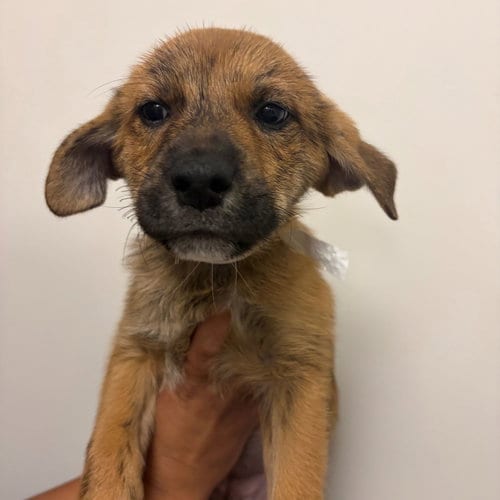 Photo of Beans, adoptable Unknown breed in Rancho Santa Fe, California