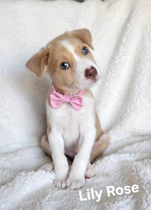 Photo of Lily Rose, adoptable Labrador Retriever in Newark, Delaware