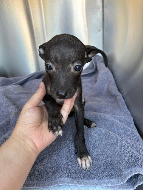 Photo of Pik, adoptable Chihuahua in Mesa, Arizona