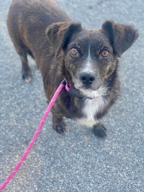 Photo of Vegas, adoptable Dachshund in Newport Beach, California