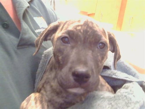 Photo of Anastasia, adoptable German Shepherd Dog in Sacramento, California