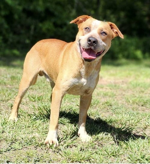 Photo of Boots, adoptable Hound in Sussex, New Jersey