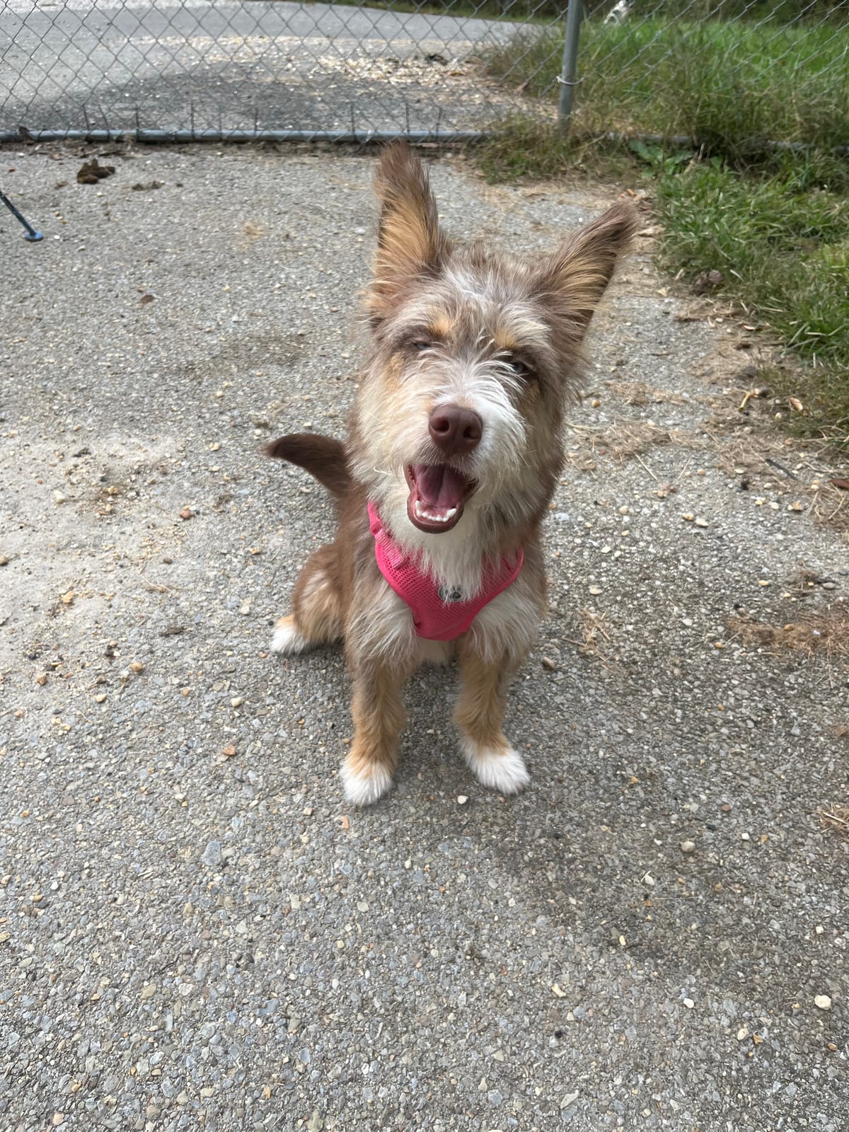 Photo of Ginger 2, adoptable Siberian Husky / Standard Poodle in Fayetteville, West Virginia