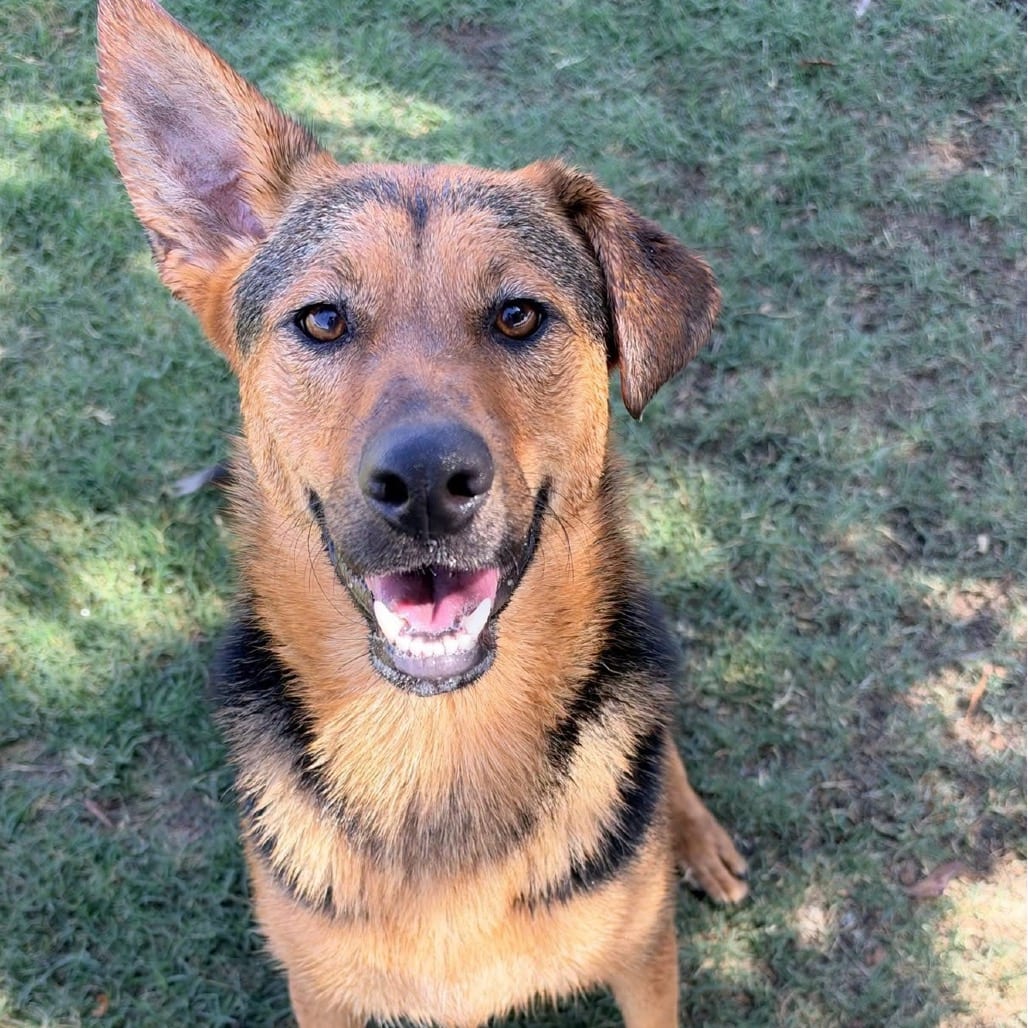 Photo of Michelle, adoptable Mixed Breed (Medium) in San Francisco, California