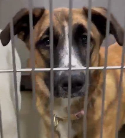 Photo of Missy, adoptable German Shepherd Dog in Phoenix, Arizona