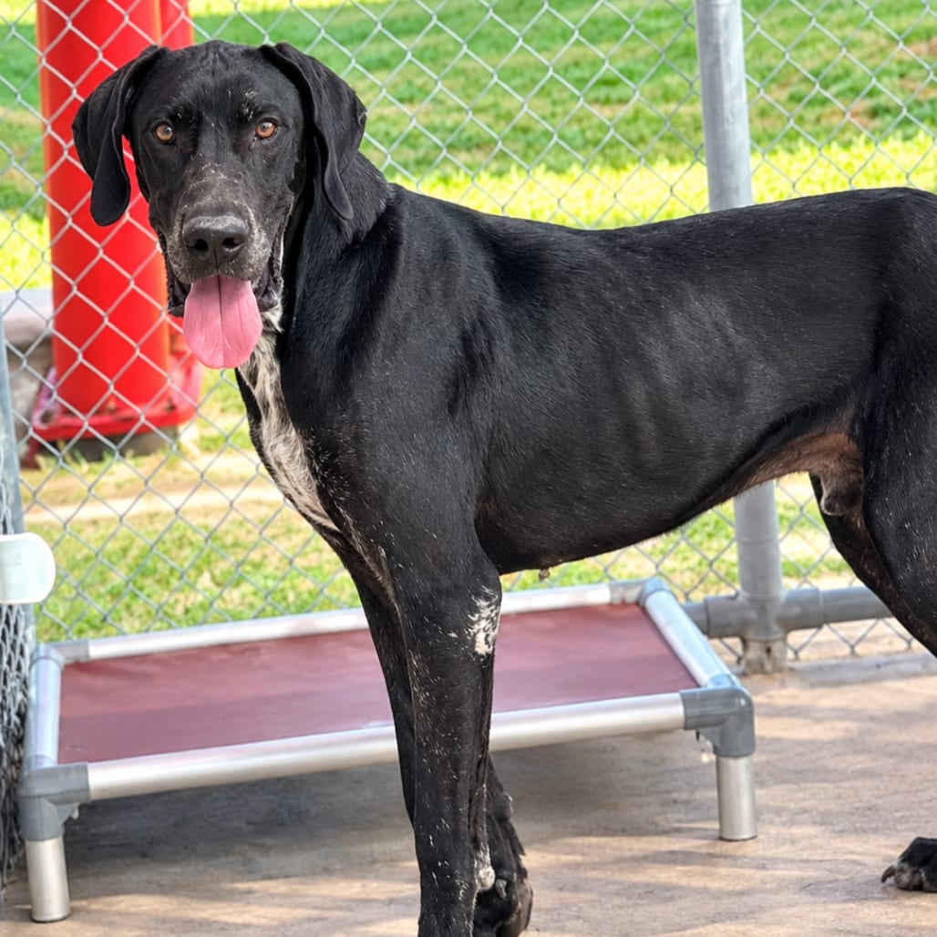 Photo of Hercules, adoptable Great Dane in Brownsville, Texas