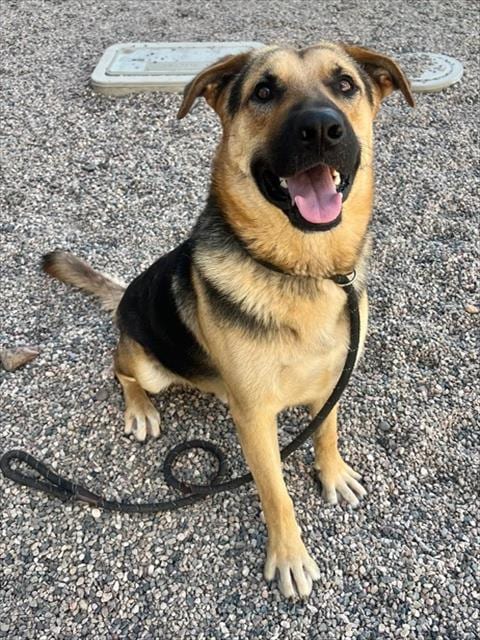 Photo of Tedward, adoptable German Shepherd Dog in Mesa, Arizona