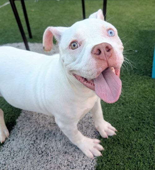 Photo of Ted Lasso, adoptable Pit Bull Terrier in Wenonah, New Jersey