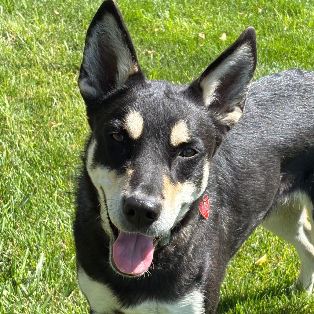 Photo of Kris, adoptable Mixed Breed (Medium) in Medford, Oregon