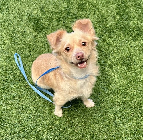 Photo of Happy, adoptable Chihuahua in Burlingame, California