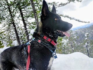 Photo of Oreo, adoptable German Shepherd Dog in McKinleyville, California