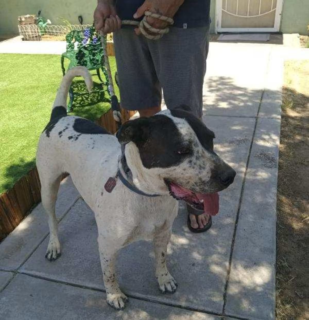 Photo of Hound (Unknown Type) Dalmatian, adoptable Southern CA , CA in Snoopy-Hesperia, California
