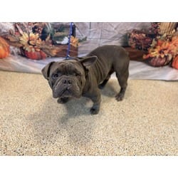 Photo of Rene, adoptable English Bulldog in Doral, Florida