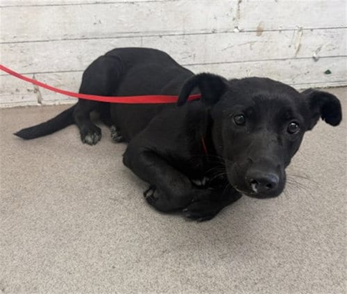 Photo of Mozzarella, adoptable Labrador Retriever in San Bernardino, California