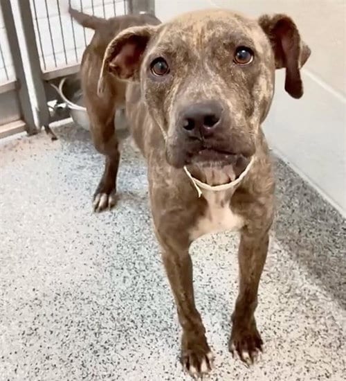 Photo of Sweetie, adoptable American Pit Bull Terrier in Houston, Texas