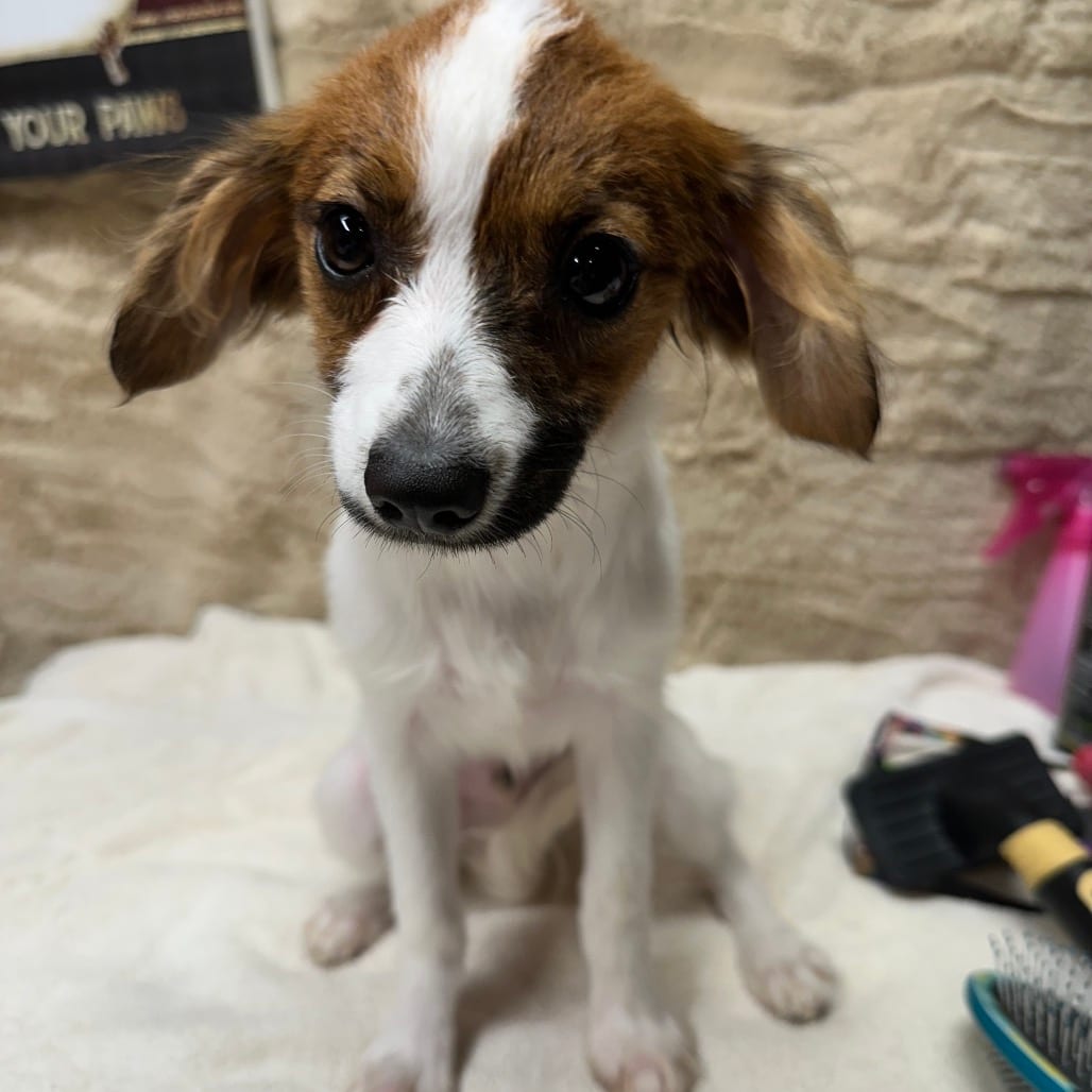 Photo of Peet, adoptable Papillon in Decatur, Illinois